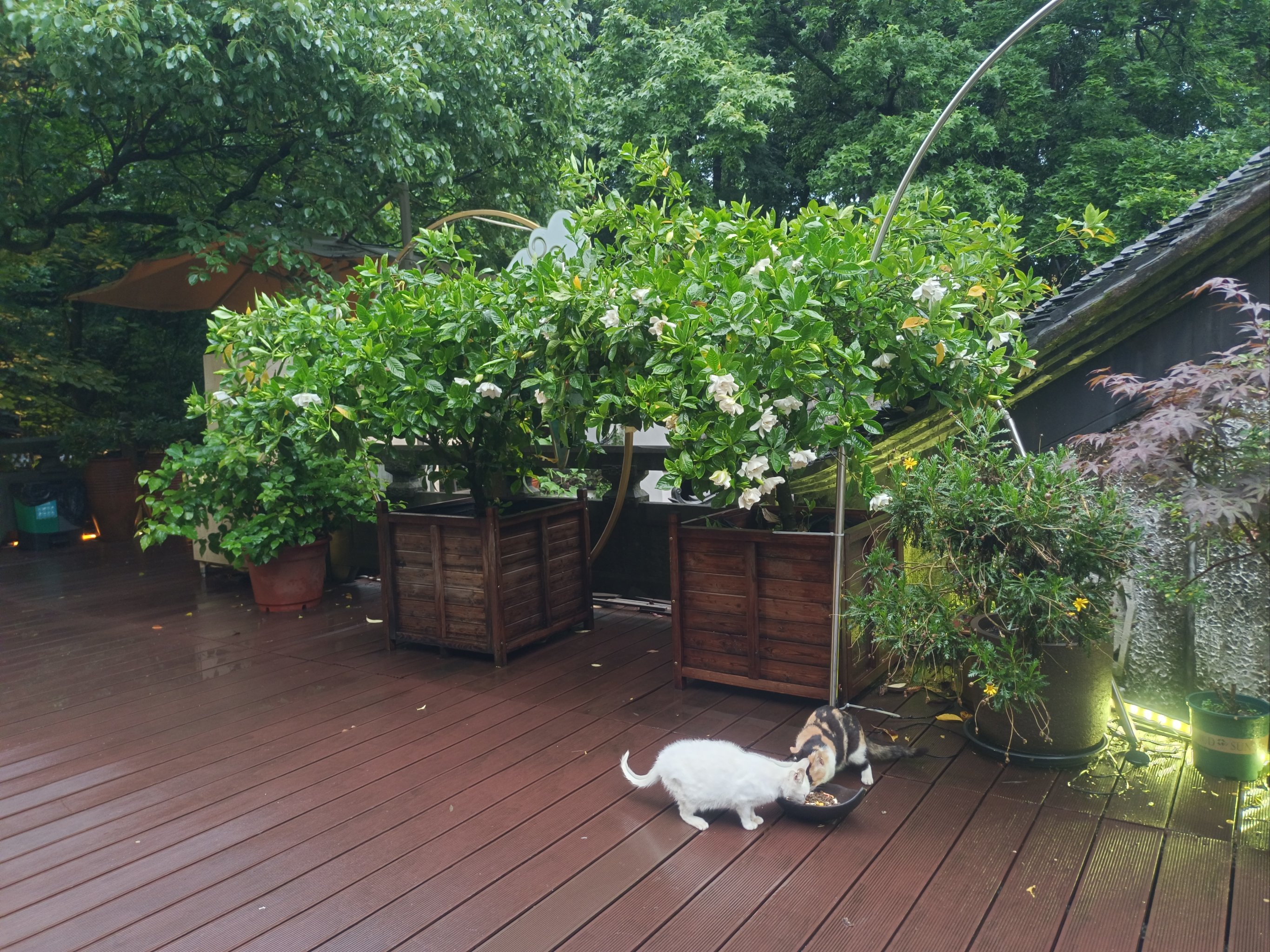 猫猫的花园下载(猫花园的pateron)