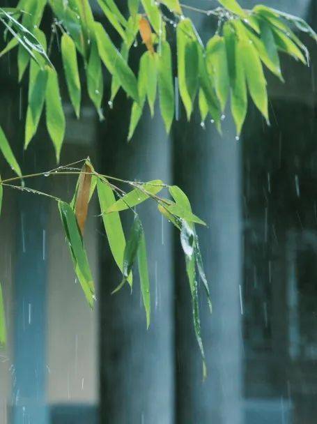 院子雨景视频素材下载-(院子雨景视频素材下载大全)