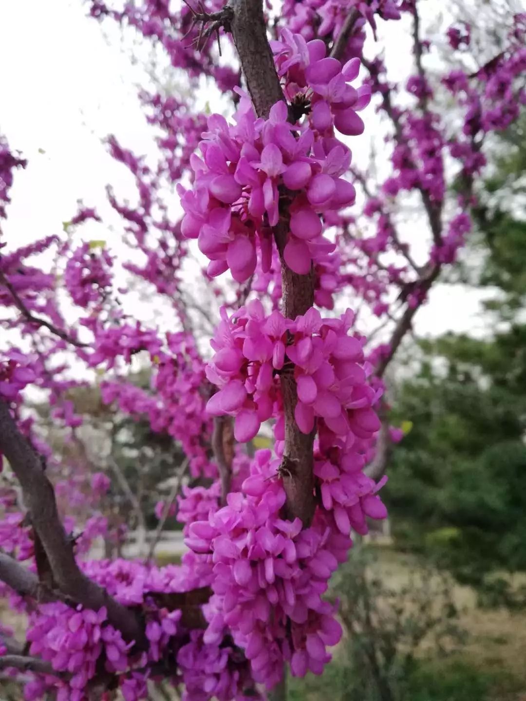 春色年年txt全集下载_(春色满园中短篇夕曦txt下载)