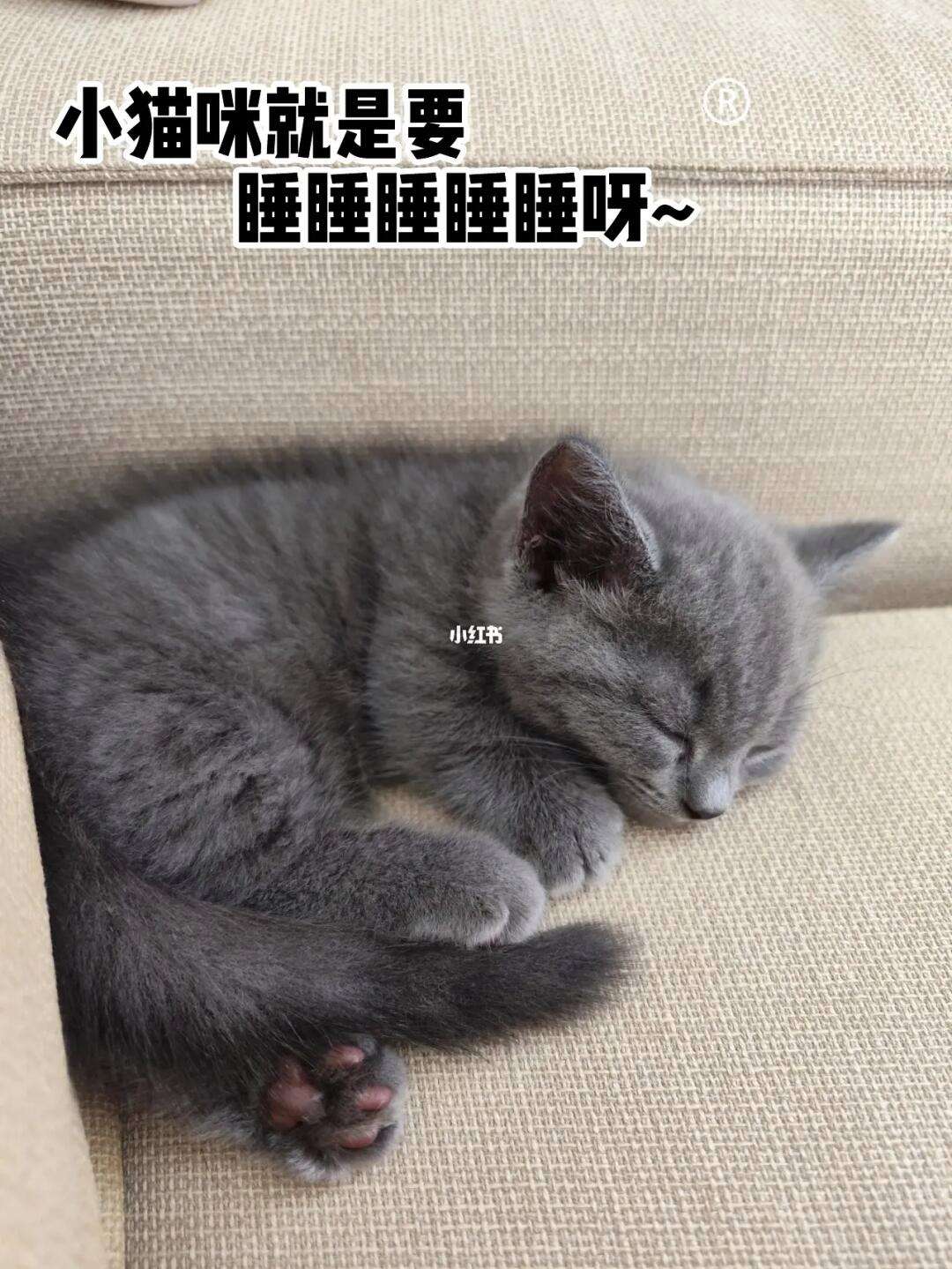 小猫日记app软件下载_(小猫日记app软件下载免费)